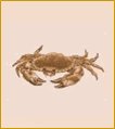 Crab