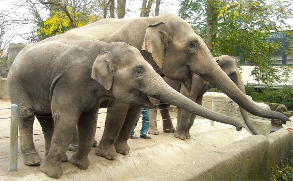 Tantor