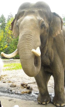 Tantor