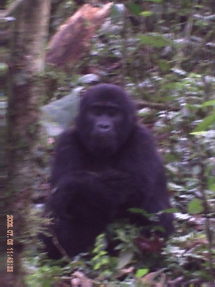 Mountain Gorilla,Bwindi Impenetrable National Park, Uganda
