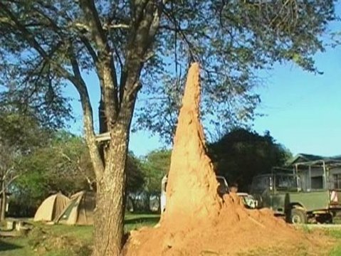 Giant Termite Mound