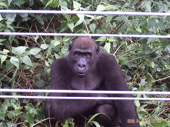 Lowland Gorilla Watching His Watchers