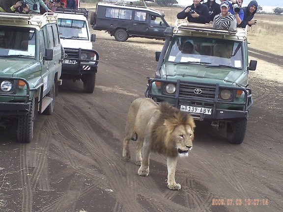 Lion Ignores Watchers