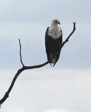African Fish Eagle