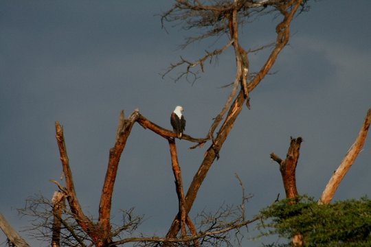 African Fish Eagle