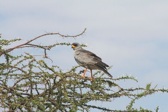 African Goshawk
