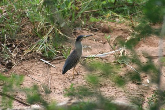 Black Crowned Night Heron