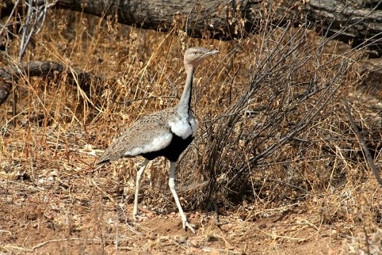 Black Bellied Bustard