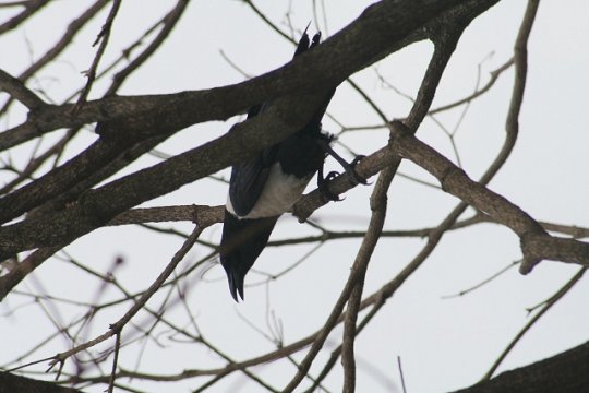 Butcher Bird