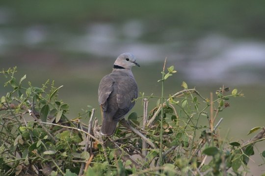 Cape Turtle Dove