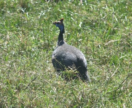 Crested Guineafowl