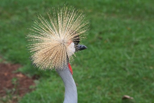 Crowned Crane