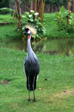 Crowned Crane