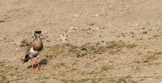 Crowned Plover