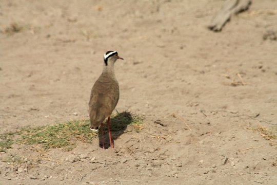 Crowned Plover