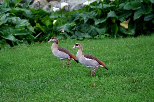 Egyptian Geese