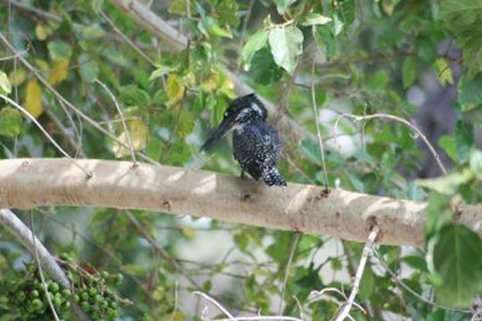 Giant Kingfisher
