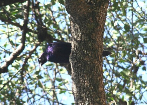 Glossy Starling