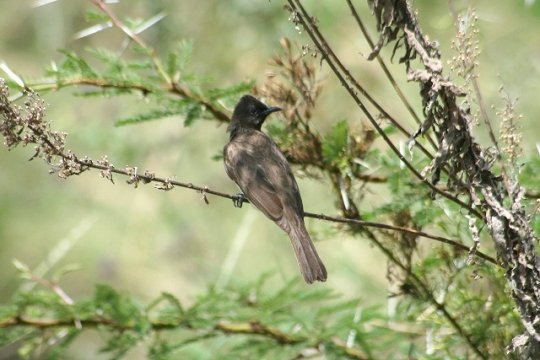 Grey Go-Away-Bird  ~Grey Lourie