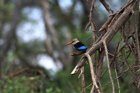Grey-Headed Kingfisher
