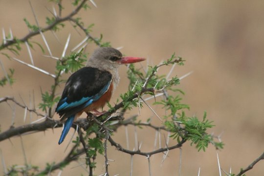 Grey-Headed Kingfisher