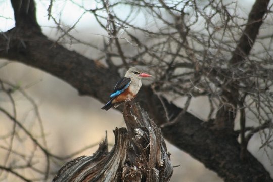 Grey-Headed Kingfisher