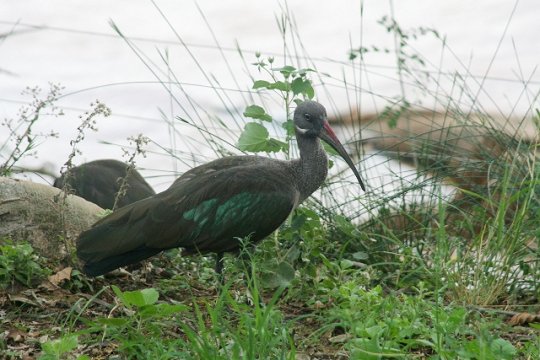 Hadeda Ibis