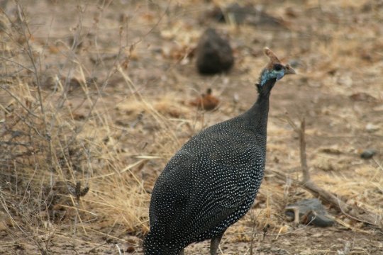 Helmeted Guinea Fowl