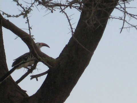 Hornbill