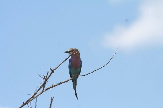 Lilac Breasted Roller