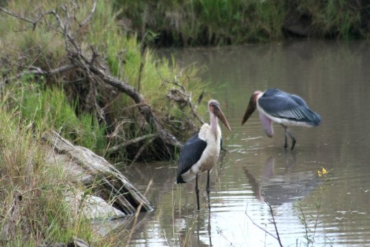Marabou Stork