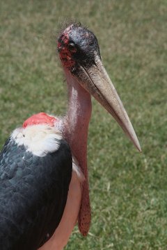 Marabou Stork