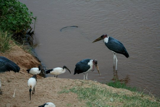 Marabous and Sacred Ibis