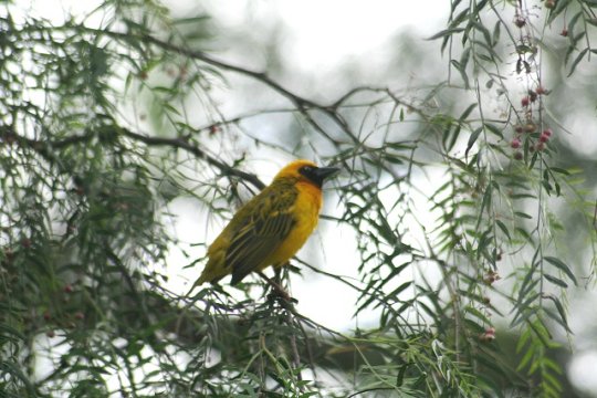Masked Weaver