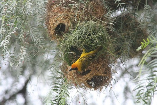 Masked Weaver