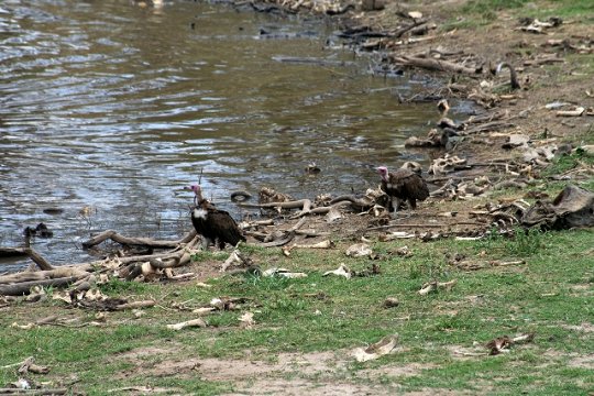 Nubian or Lappet-Faced Vulture