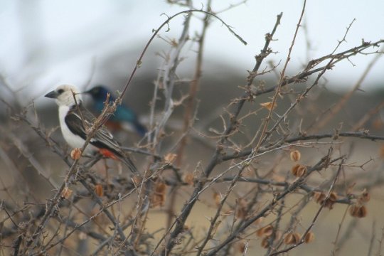 Pied Babbler