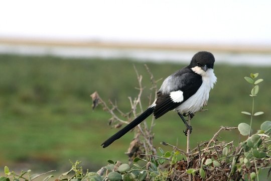 Pied Crow