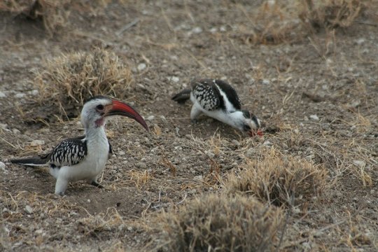 Red-Billed Hornbill