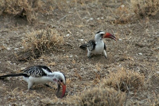 Red-Billed Hornbill