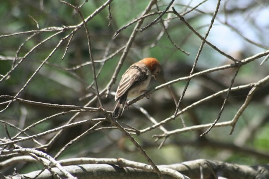 Red-Headed Finch