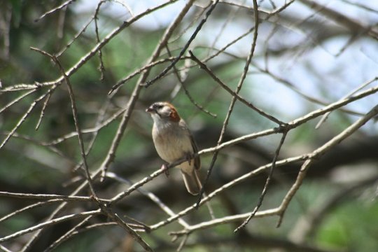 Red-Headed Finch