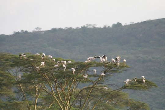 Sacred Ibis