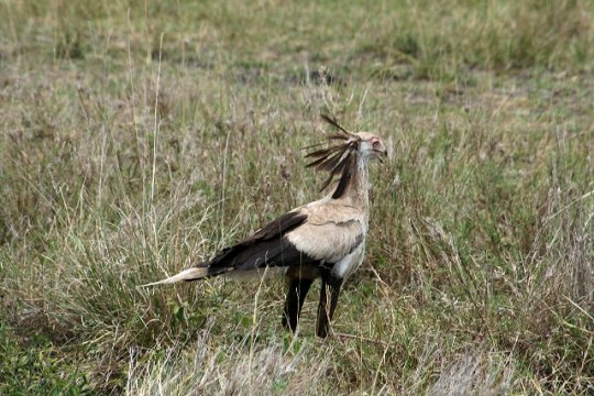 Secretary Bird