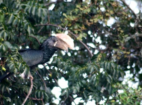Silvery-Cheeked Hornbills