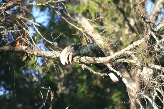 Silvery-Cheeked Hornbill