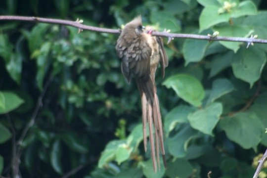Speckled Mouse Bird