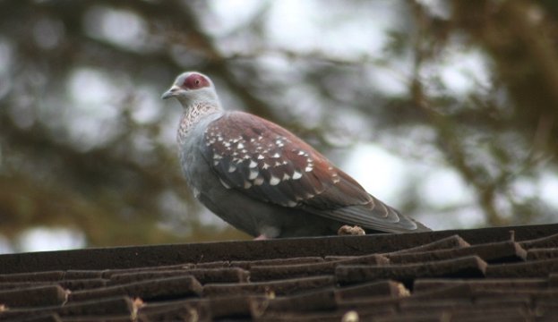 Speckled Pigeon
