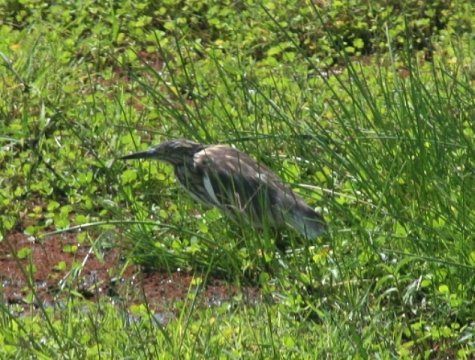 Squacco Heron