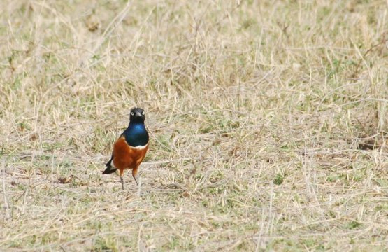 Superb Starling